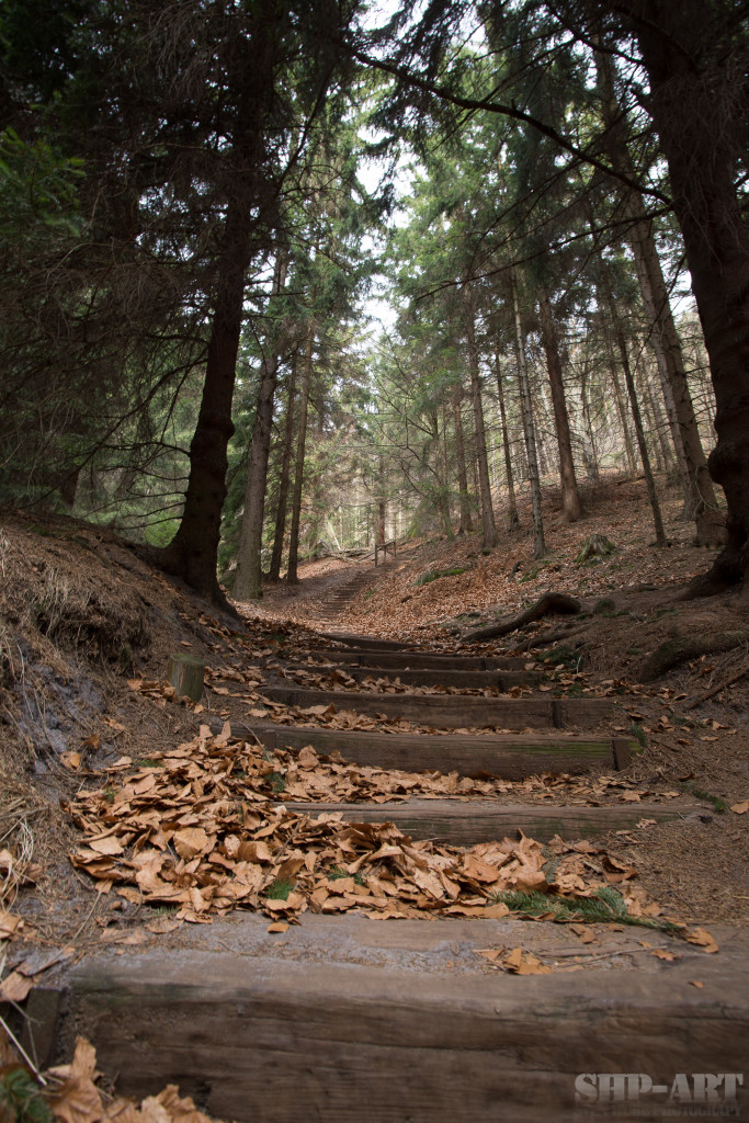 Der Weg durch den Wald_original-6963_SHP-ART