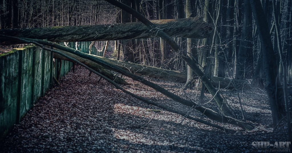 Dunkler_Wald-_SHP-ART