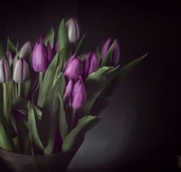 Blumen im Studio Fotografieren